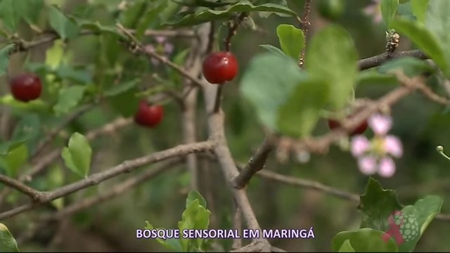 bosque ana dominges 02